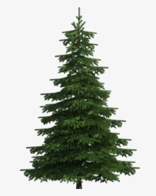 Pine tree
